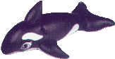 orca graphic