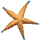star fish