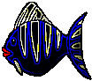 another different tiger fish