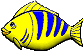another yellow and blue fish