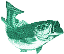 green bass