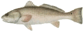 4008 bytes  red drum