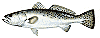 sea trout