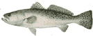 3264 bytes sea trout