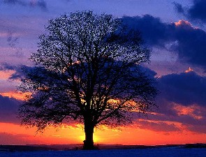 Lone Tree