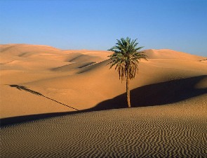 Lone Palm