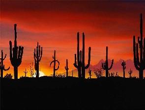 Sonora Desert