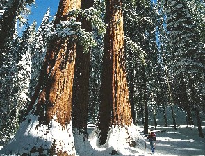 Redwood Trek