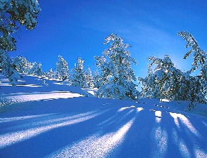 Snowy Shadows