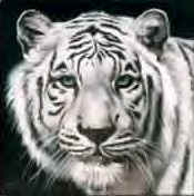 White Tiger WebRing