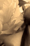 Original Photography By Rajinder Bimrah