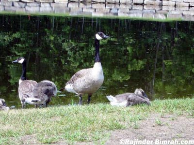Saint-Raphael Ducks