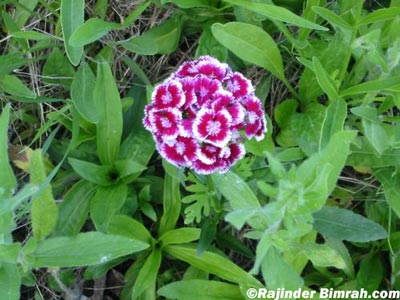 Flower 2