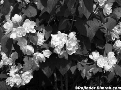 Flower Black and white