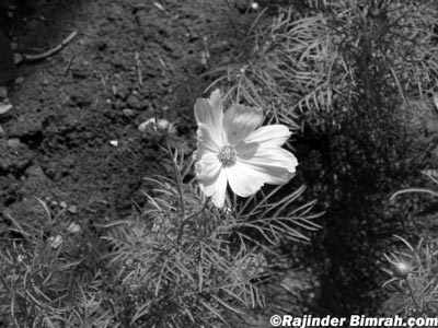Flower Black and white 2