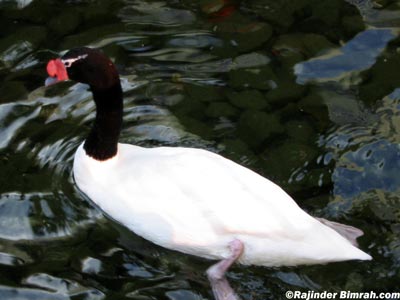 Duck