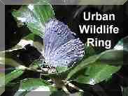 Holly Blue butterfly