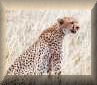 cheetahs