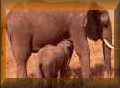 Elephants