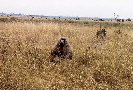 Baboon 1