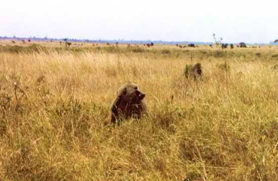 Baboon 2