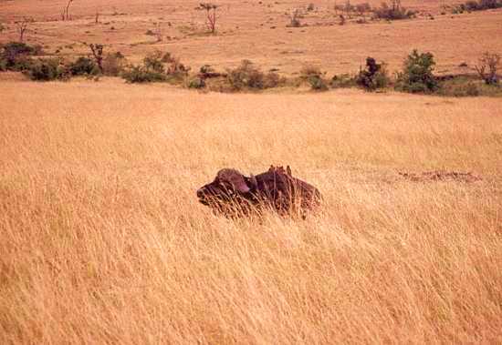 Buffalo 1