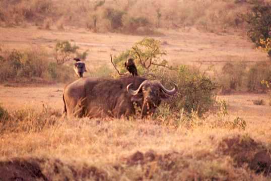 Buffalo 2