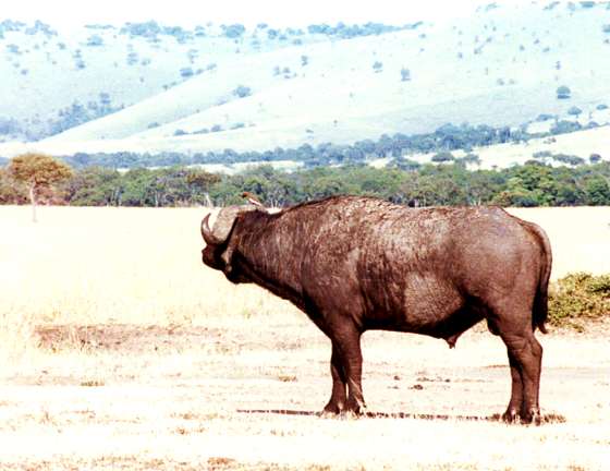 Buffalo 3
