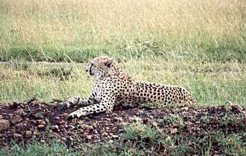 Cheetah 1