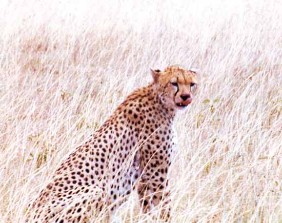 Cheetah 10