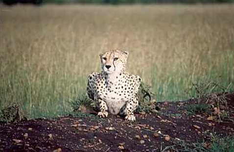 Cheetah 2