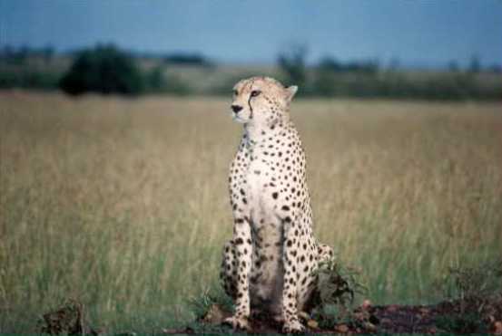 Cheetah 3