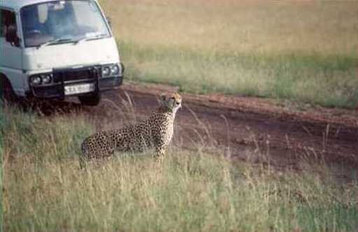 Cheetah 4
