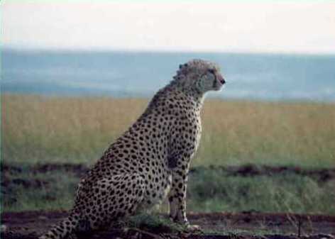Cheetah 5