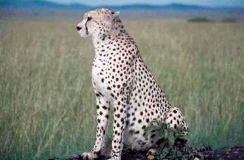 Cheetah 6