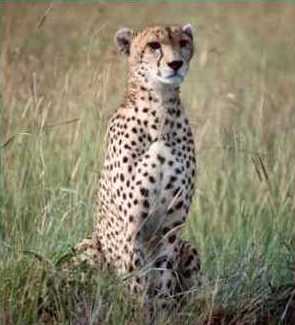 Cheetah 7