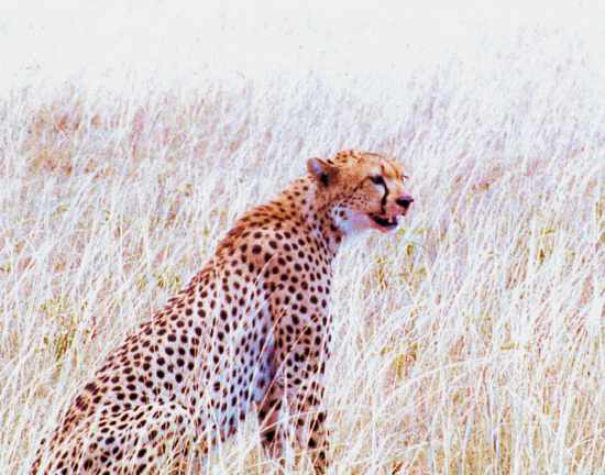 Cheetah 9