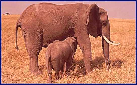 Elephant 1