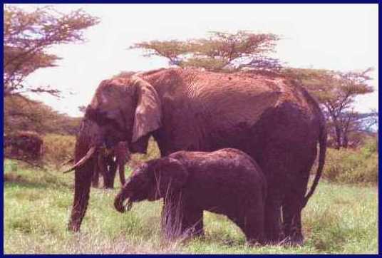 Elephant 2