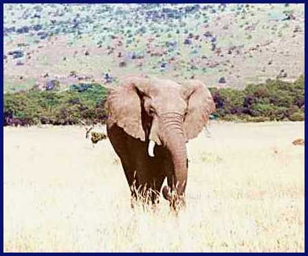 Elephant 3