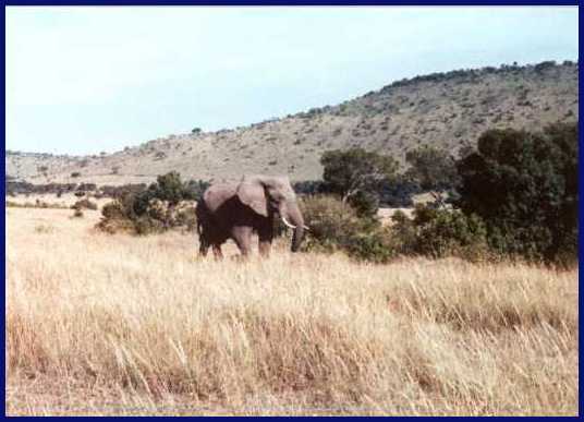 Elephant 4