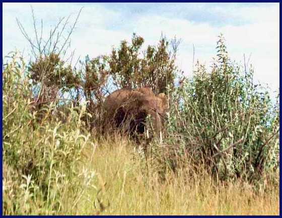 Elephant 5