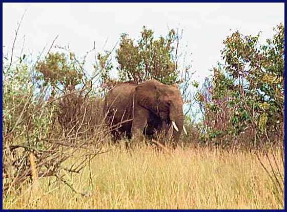Elephant 6