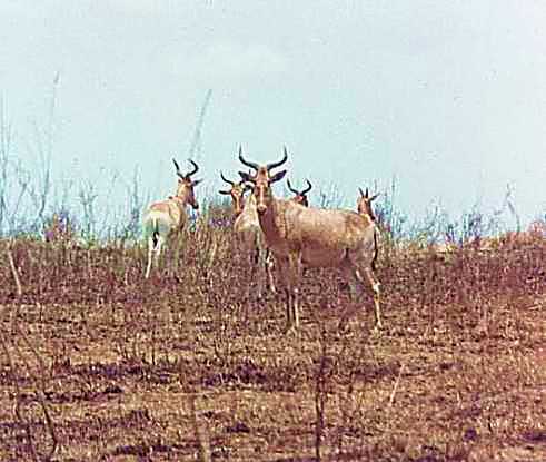 Hartebeest 1