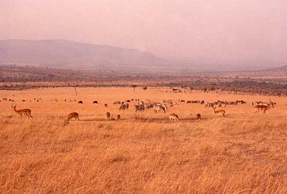 Impala and Zebras
