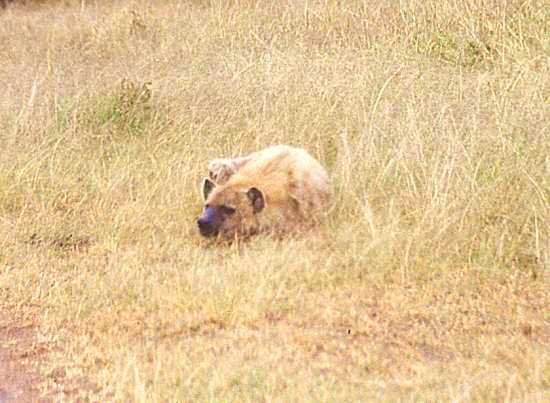 hyena 1