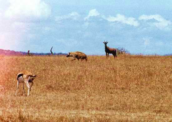 hyena 2