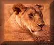 Lions