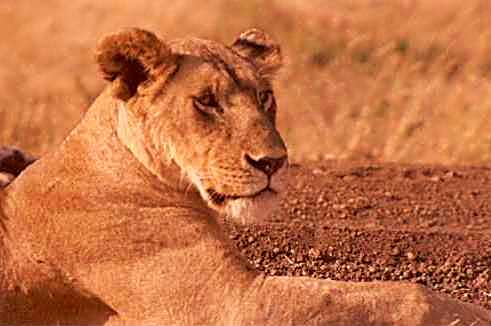 Lion 1