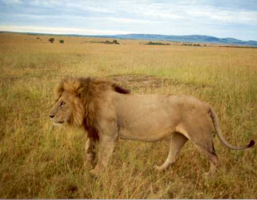 Lion 10